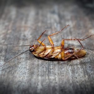 Roaches lie dead on wooden floor, Dead cockroach ,Close up face , Close up roaches