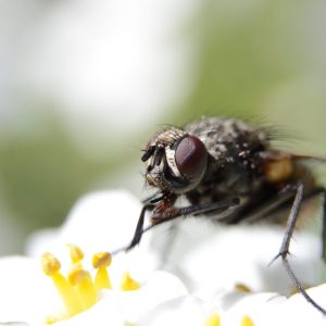 Macro of a housefly, musca domestica, feeding on the pollen of a flower.
