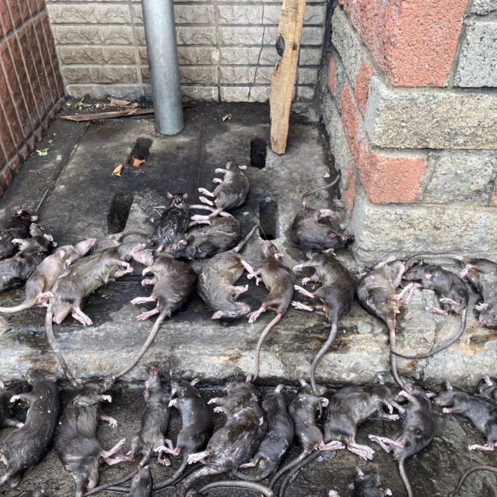 防鼠圖片_210524_2